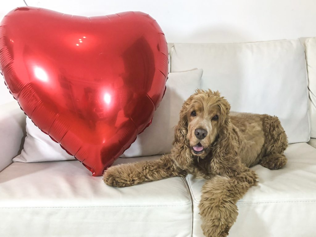 foto cane san valentino 