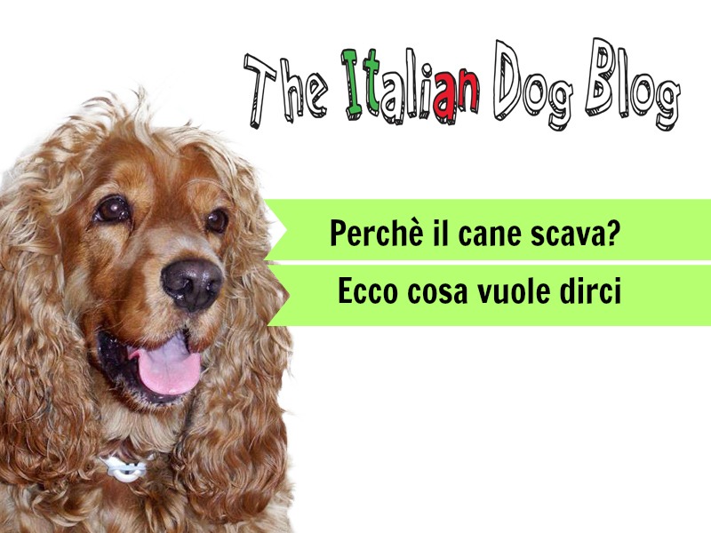 Cane Che Scava Ecco Cosa Vuole Dirci The Italian Dog Blog